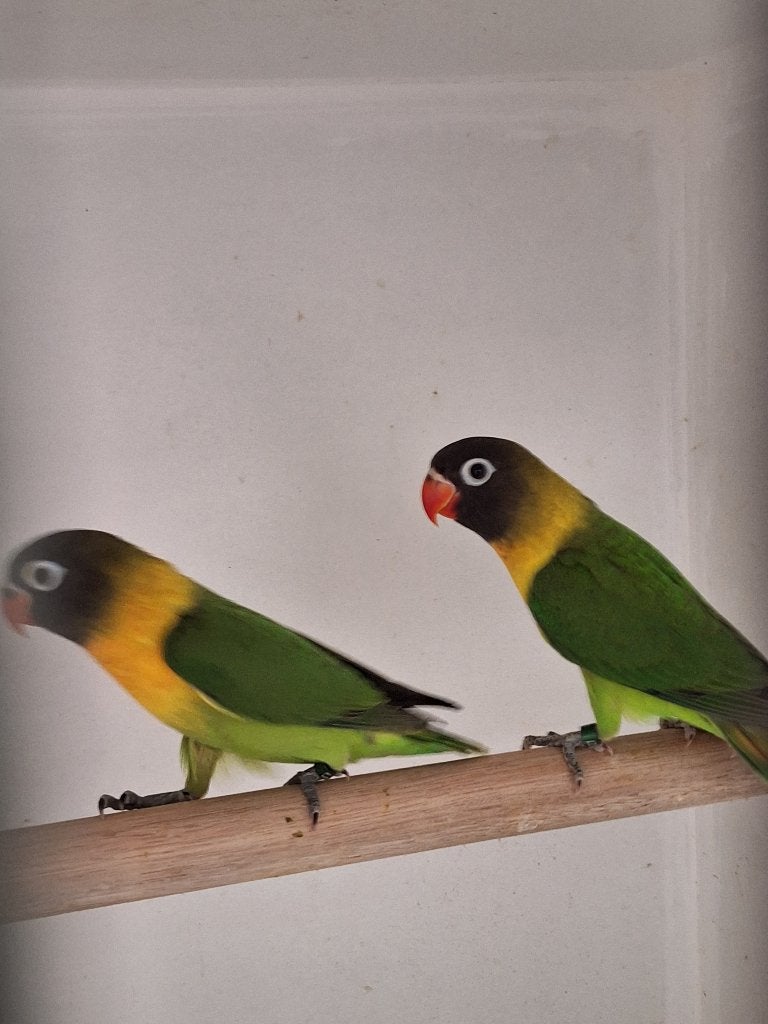 Agapornis Personata;s, Dieren en Toebehoren, Geslacht onbekend, Dwergpapegaai of Agapornis, Geringd