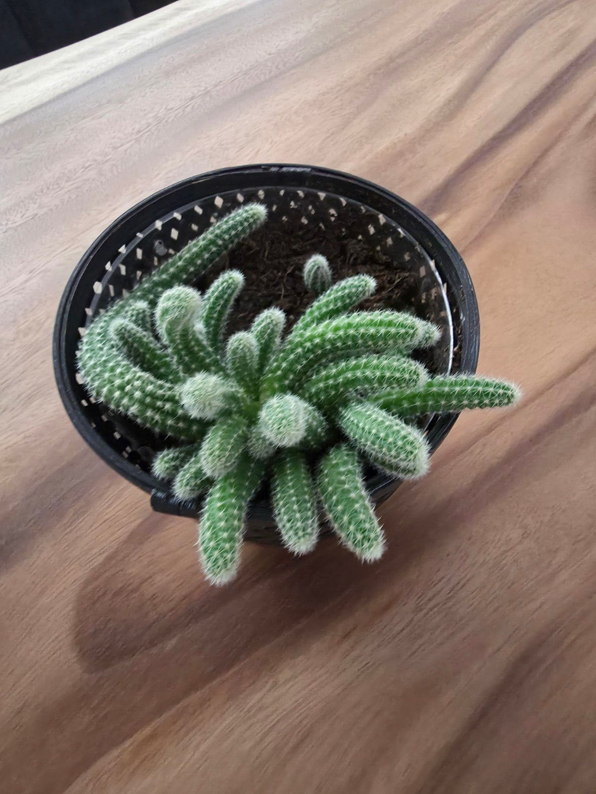 Levendige Peanut Cactus in pot, Tuin en Terras, Planten | Tuinplanten, Volle zon, Vaste plant, Lente, Ophalen