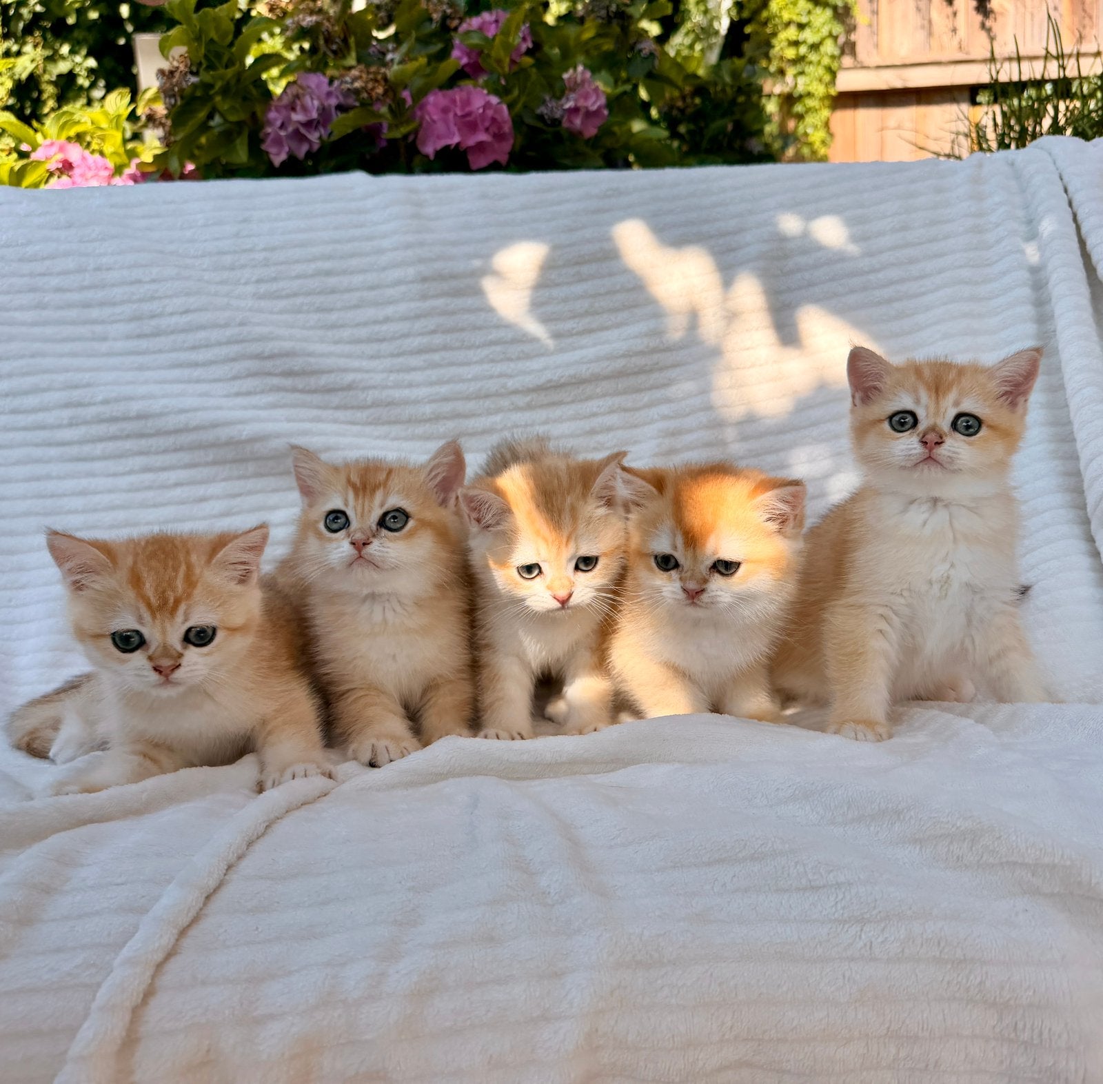 Kittens British shorthair: Golden Shaded cartoon faces, Dieren en Toebehoren, Poes, Gechipt, 0 tot 2 jaar