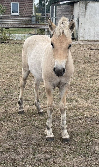 Hengstveulens te koop, Dieren en Toebehoren, Minder dan 160 cm, Niet van toepassing, 0 tot 2 jaar, Hengst