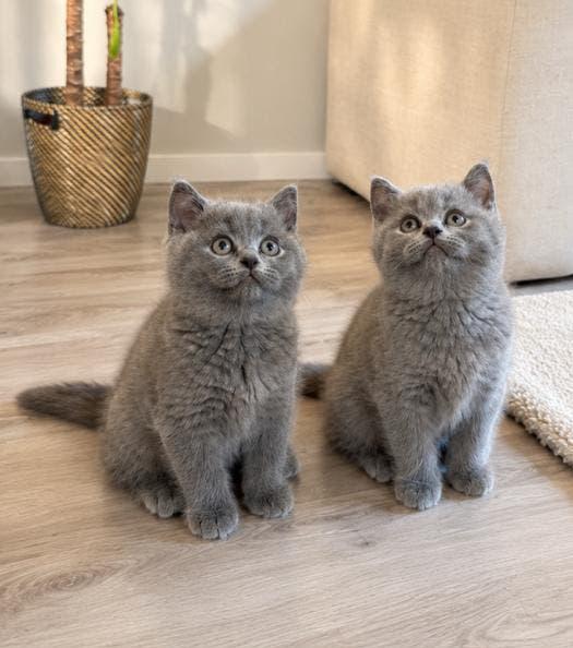 Britse Korthaar kittens, Dieren en Toebehoren, Katten en Kittens | Raskatten | Korthaar, Meerdere dieren, Ontwormd, 0 tot 2 jaar