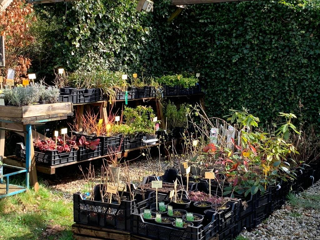 Selfservice kraam Kruiden en bijzondere groenten planten, Tuin en Terras, Planten | Tuinplanten, Vaste plant, Kruiden, Volle zon