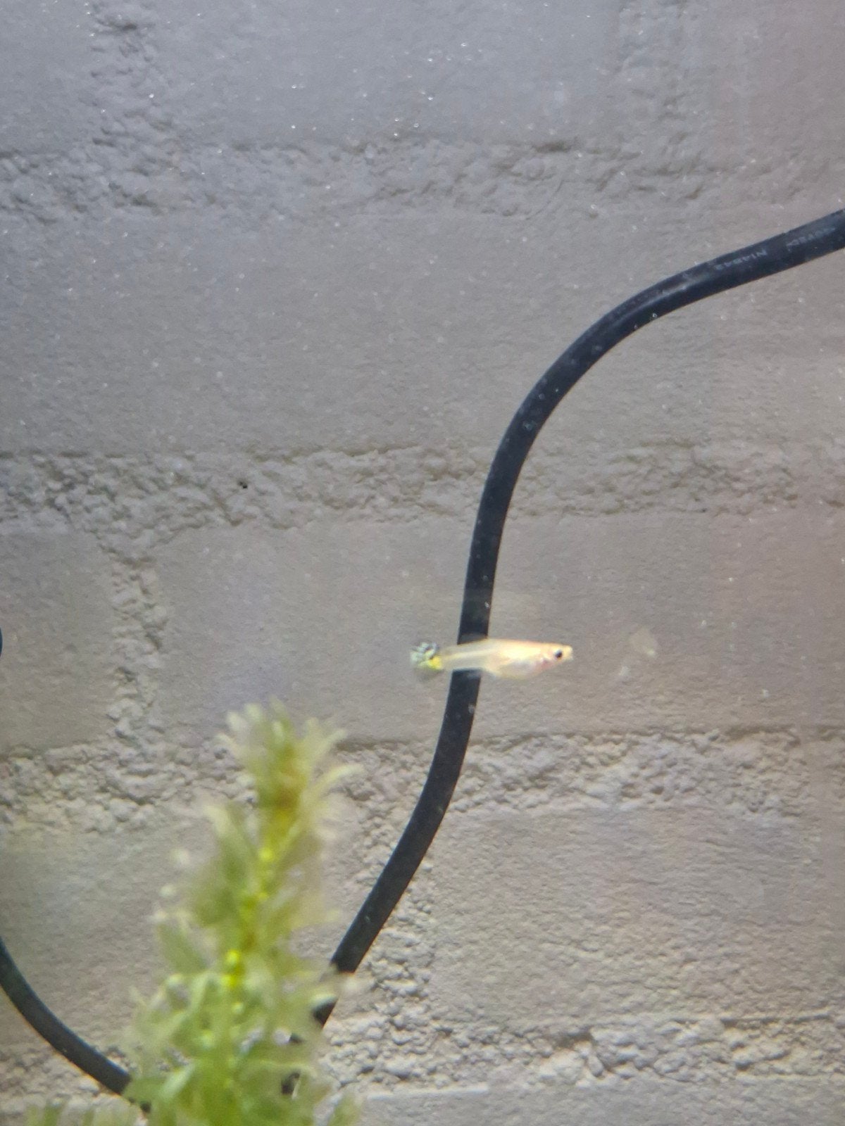 2 manne guppies