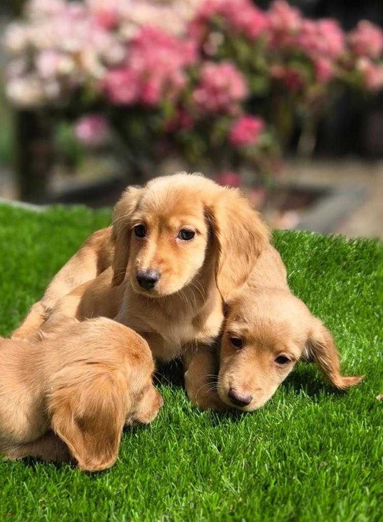Te koop mooie Langharige dwergteckel pups (tekkel), Parvo, Nederland, 8 tot 15 weken, Dwerg