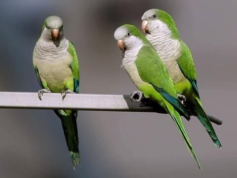 GEZOCHT Jonge Muisparkieten, Dieren en Toebehoren, Meerdere dieren, Parkiet, Tam
