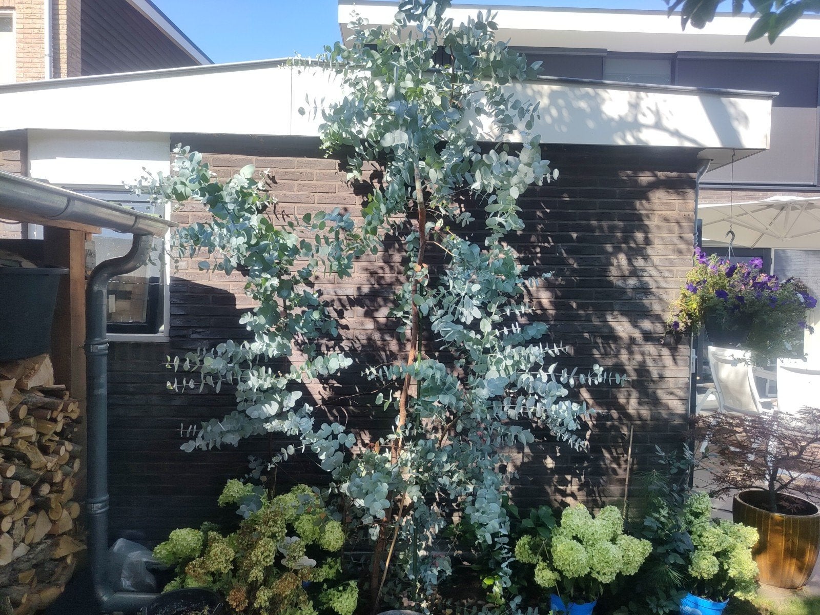 2 Eucalyptus bomen uit volle grond d.d. 9-augustus, Tuin en Terras, Planten | Bomen, Bloeit niet, Overige soorten, 250 tot 400 cm