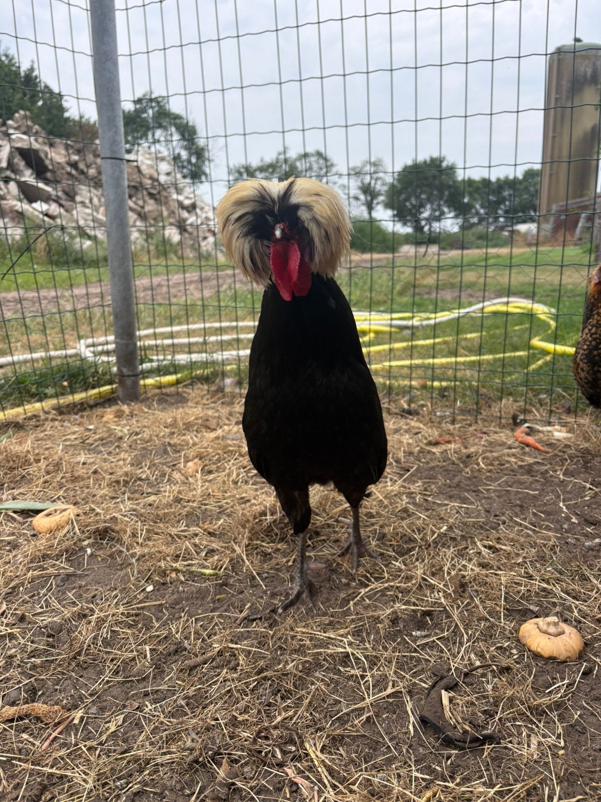 Holland dwarf rooster, Mannelijk, Kip