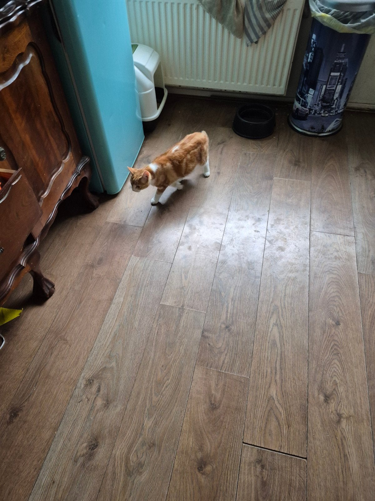 kitten, Dieren en Toebehoren