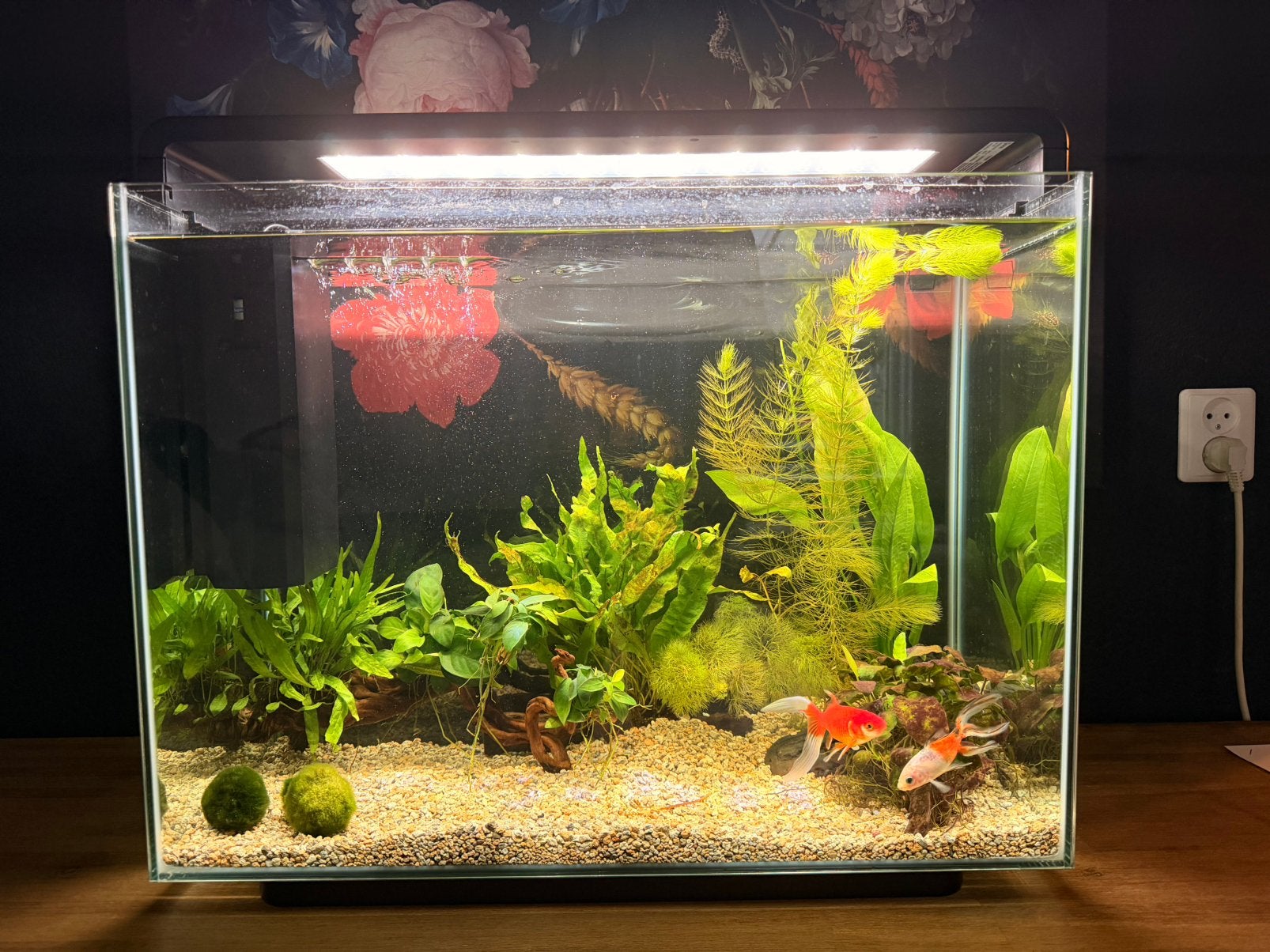 Aquarium 85 liter / 60x45x30 cm met filter en verlichting, Ophalen, Zo goed als nieuw, Leeg aquarium