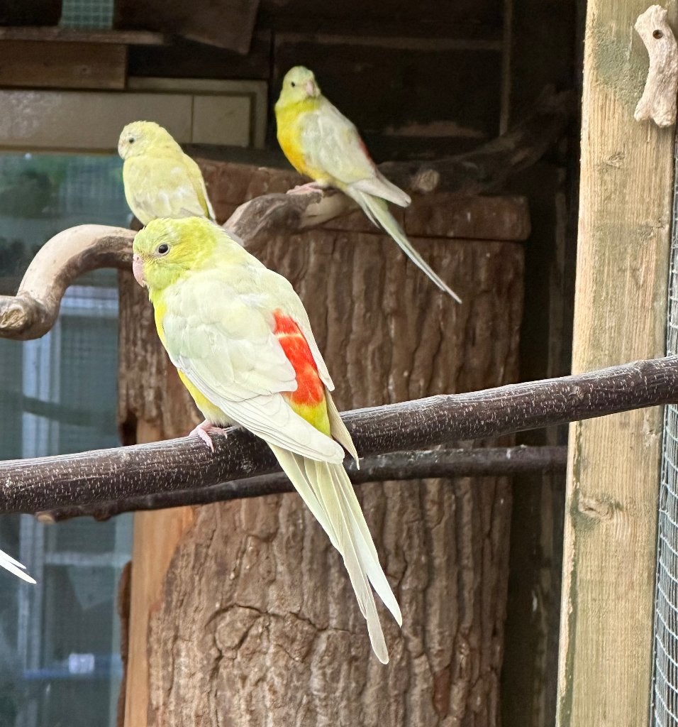Roodrug parkieten koppels, Dieren en Toebehoren, Vogels | Parkieten en Papegaaien, Meerdere dieren, Parkiet