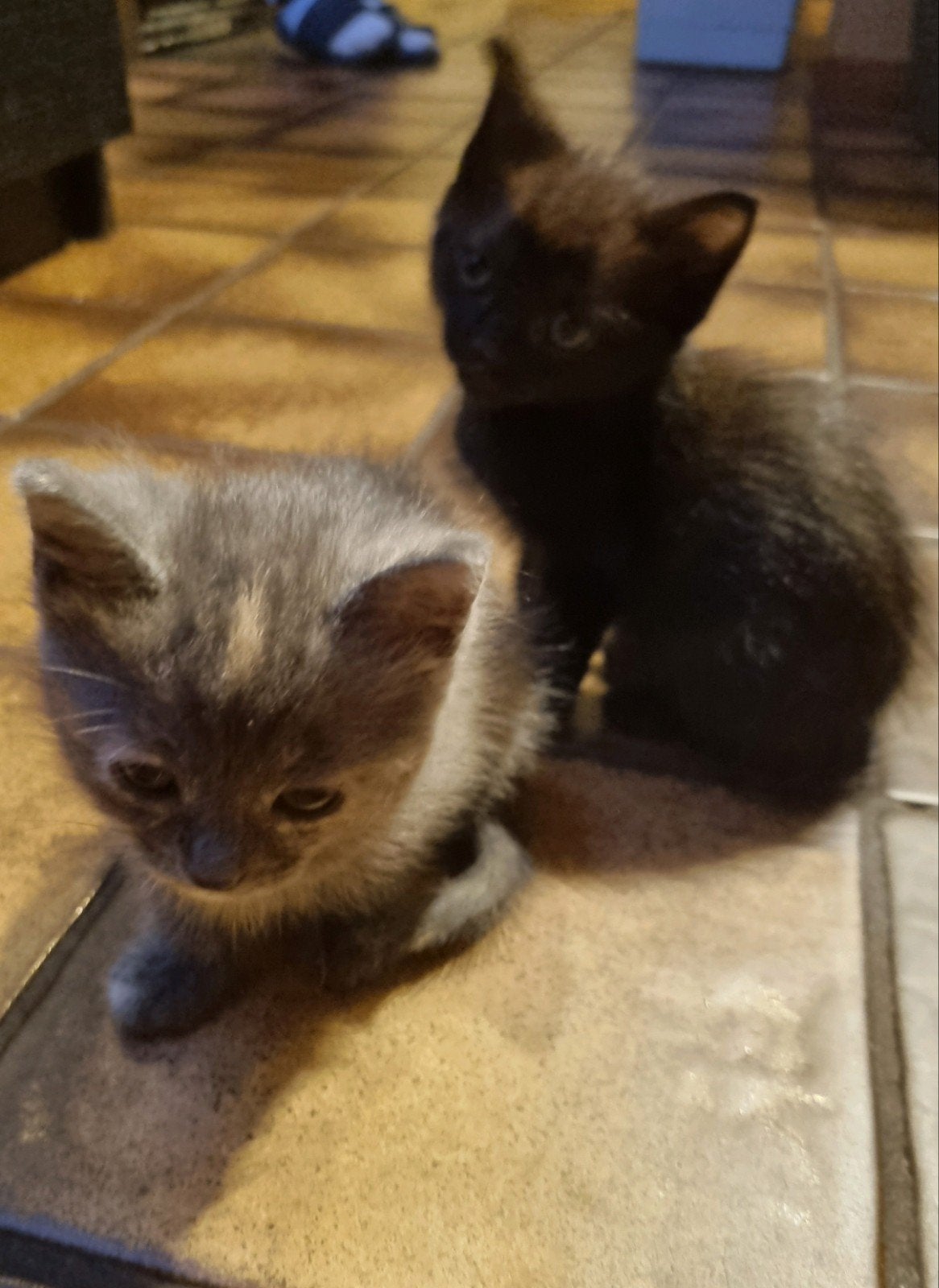 Ragdoll x blauwrus kittens, mogen 3 oktober het nest verlate, Meerdere dieren, Gechipt, 0 tot 2 jaar