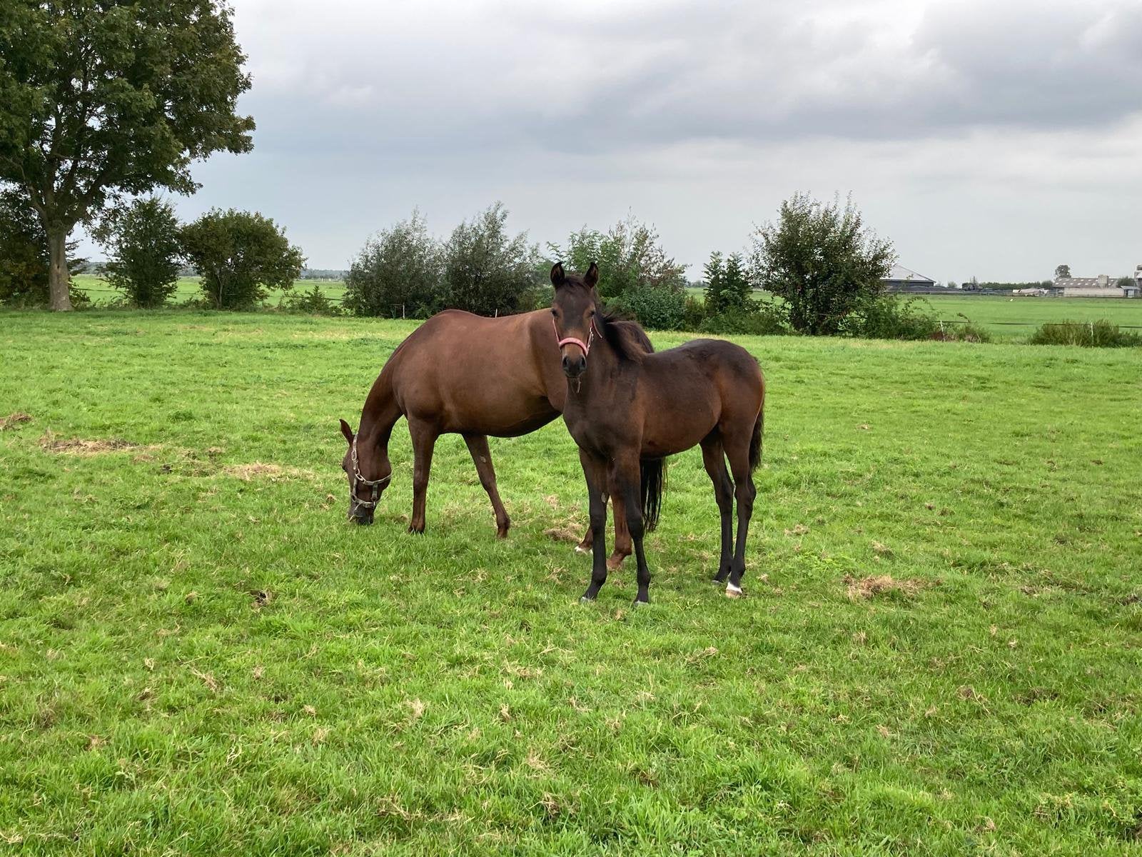 Prachtig merrie veulen te koop, Dieren en Toebehoren, Merrie, Niet van toepassing, Met stamboom, 0 tot 2 jaar