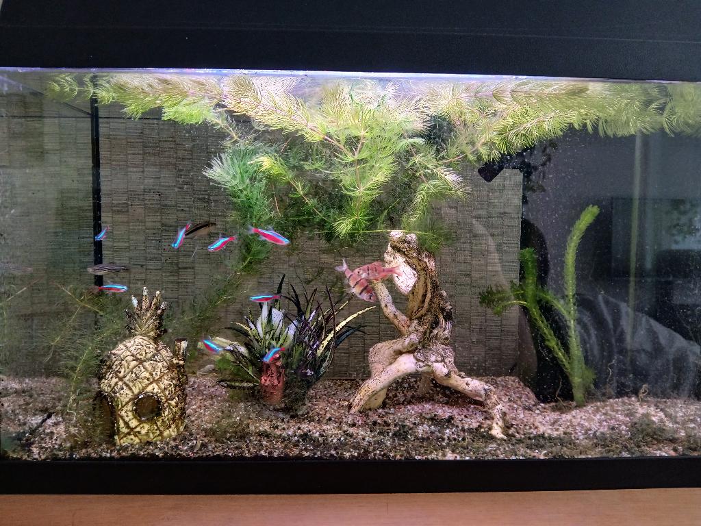 Juwel Aquarium compleet, Ophalen, Gebruikt, Gevuld zoetwateraquarium, Inclusief vissen
