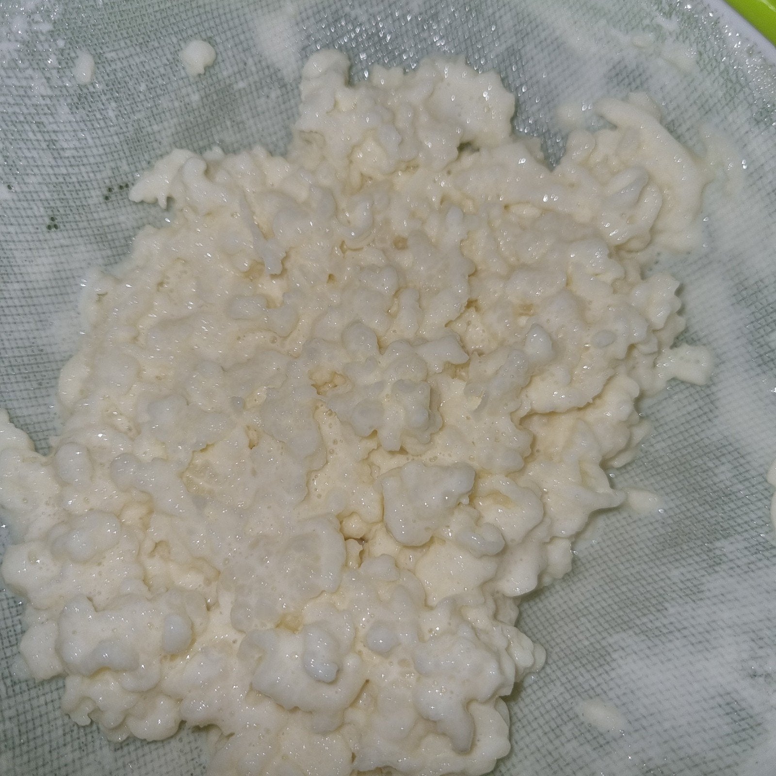Melkkefir "plantjes", Ophalen of Verzenden, Overige typen