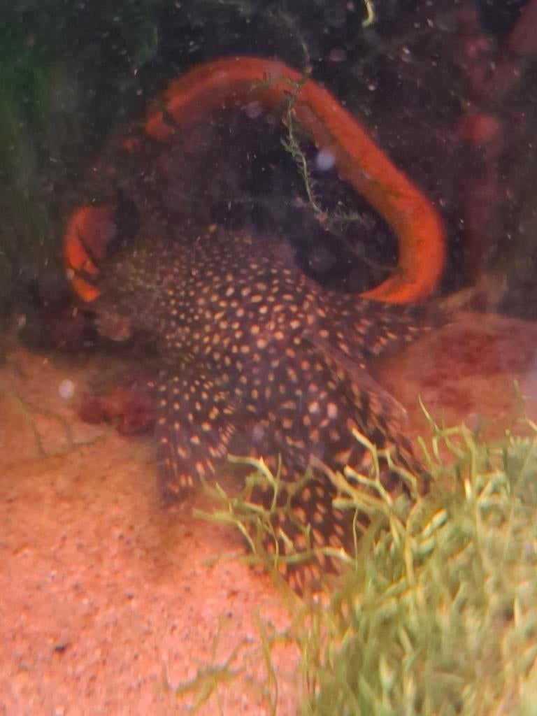 Ancistrus temminckii, Borstelneuzen groepje 3 vissen, Dieren en Toebehoren, Vis, Zoetwatervis