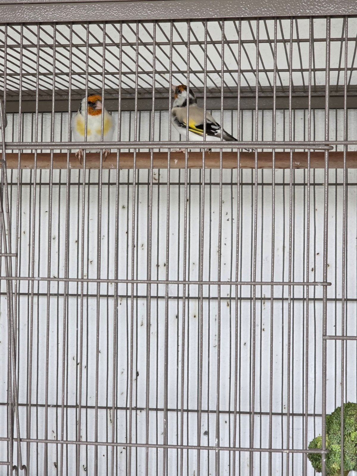 majoor putters koppel 2025, Dieren en Toebehoren, Meerdere dieren, Wildzangvogel, Geringd