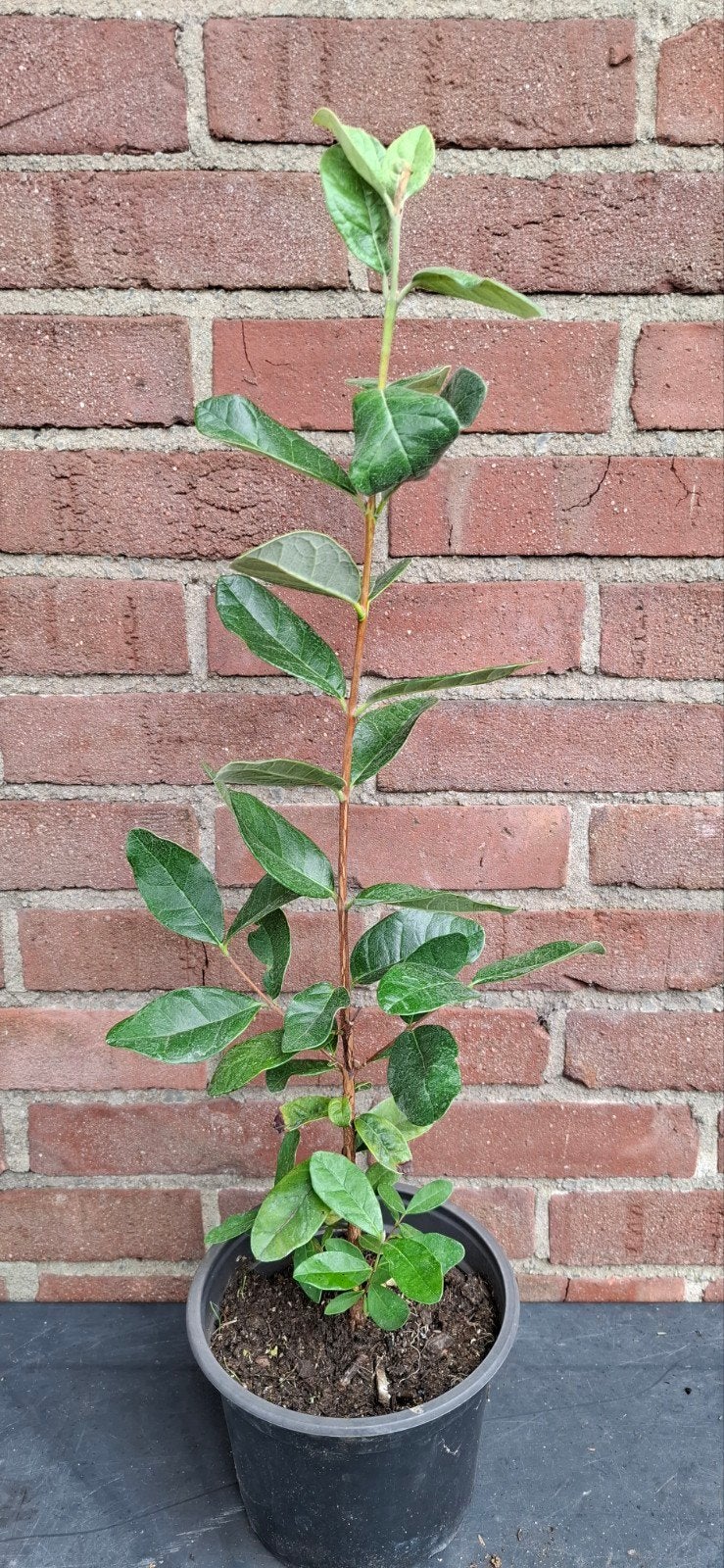 Feijoa sellowiana, ananasguave, Tuin en Terras, Planten | Bomen, Ophalen, Volle zon, Overige soorten, Minder dan 100 cm