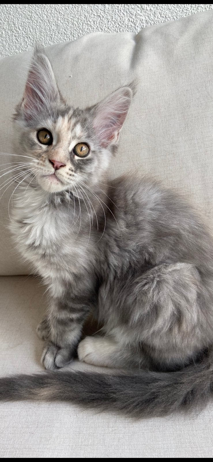 Nog 2 Maine coon kittens met stamboom, mogen verhuizen, Dieren en Toebehoren, Meerdere dieren, Met stamboom, 0 tot 2 jaar