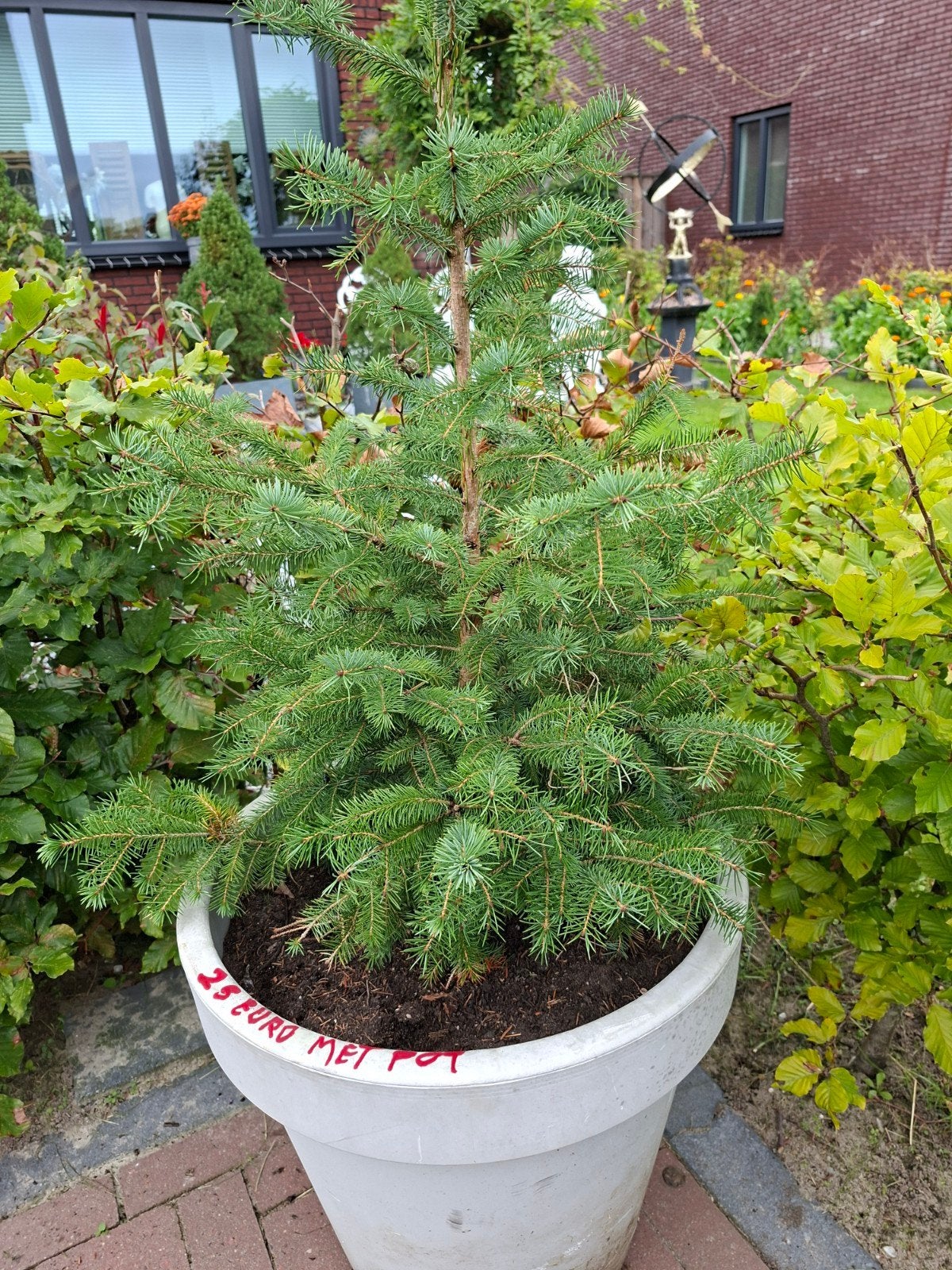 kerstboom  we hebben 3 stuks, Ophalen