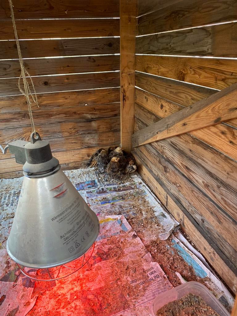 Sebright kuikentjes, Dieren en Toebehoren, Meerdere dieren, Kip