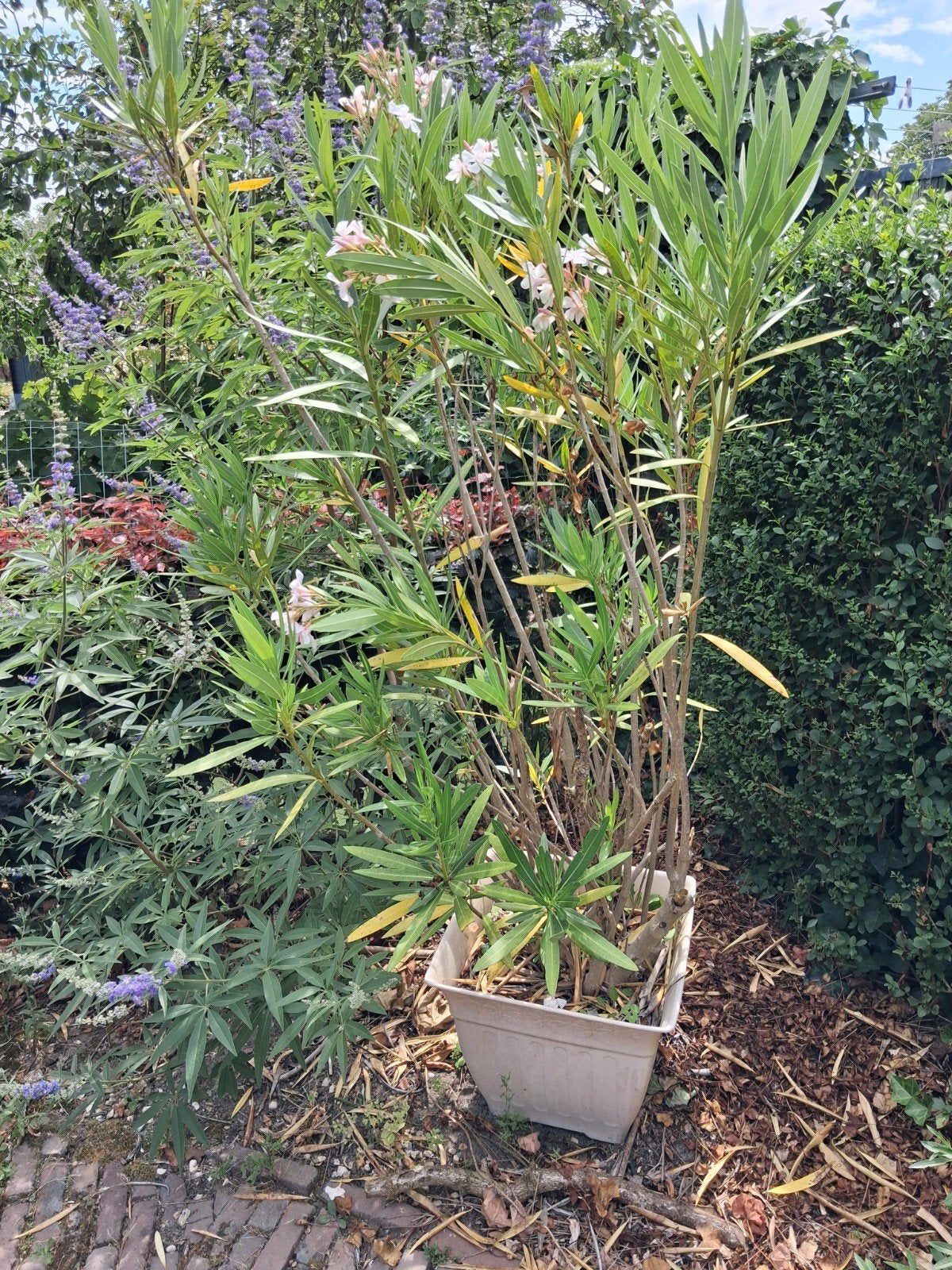 Oleander, Ophalen, Overige soorten, Volle zon