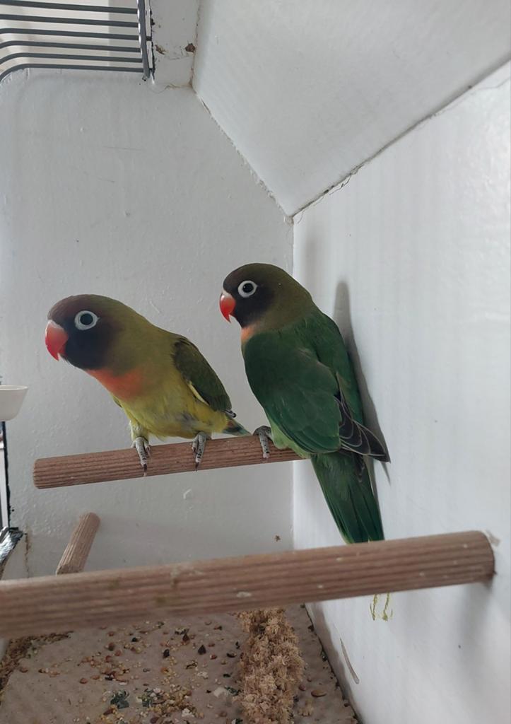 Jonge agapornissen, Dieren en Toebehoren, Vogels | Parkieten en Papegaaien, Geslacht onbekend, Dwergpapegaai of Agapornis, Geringd