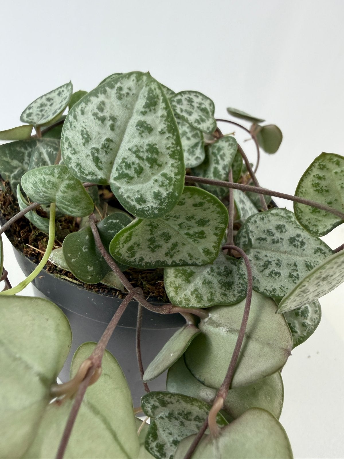 Ceropegia woodii ssp woodii - Hartjesplant - Pot 6 cm, Huis en Inrichting, Ophalen of Verzenden