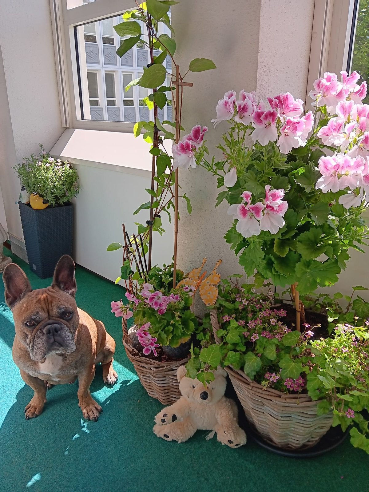 Liefdevol oppasadres gezocht voor mijn Franse Bulldog Spike, Ophalen, Gebruikt