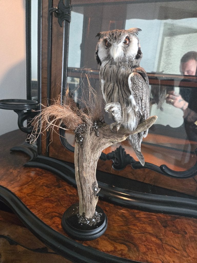 Opgezette taxidermie verschillende, Verzamelen, Ophalen of Verzenden, Zo goed als nieuw, Overige soorten, Opgezet dier