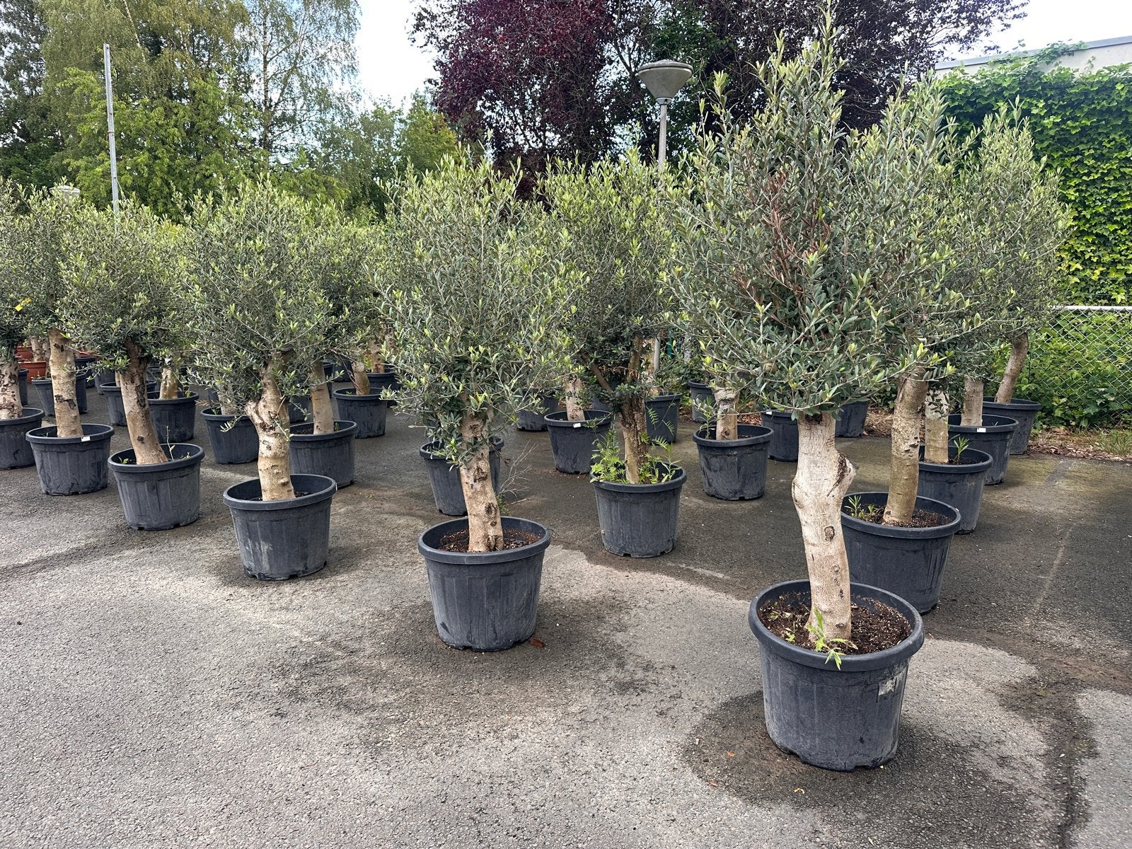 Olijfbomen - Nieuwe partij rechtstreekse import, Lente, 100 tot 250 cm, Olijfboom, Ophalen