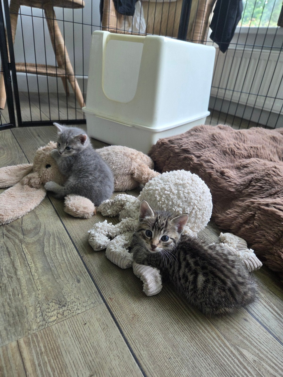 Kittens, Meerdere dieren, Kortharig, 0 tot 2 jaar