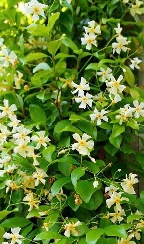 2,5M hoge Toscaanse jasmijn met gele bloemen., Ophalen, Volle zon, Vaste plant, Klimplanten