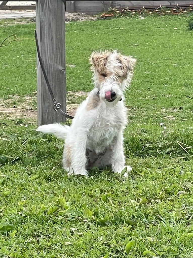 Honden oppas gezocht, Ophalen, Gebruikt