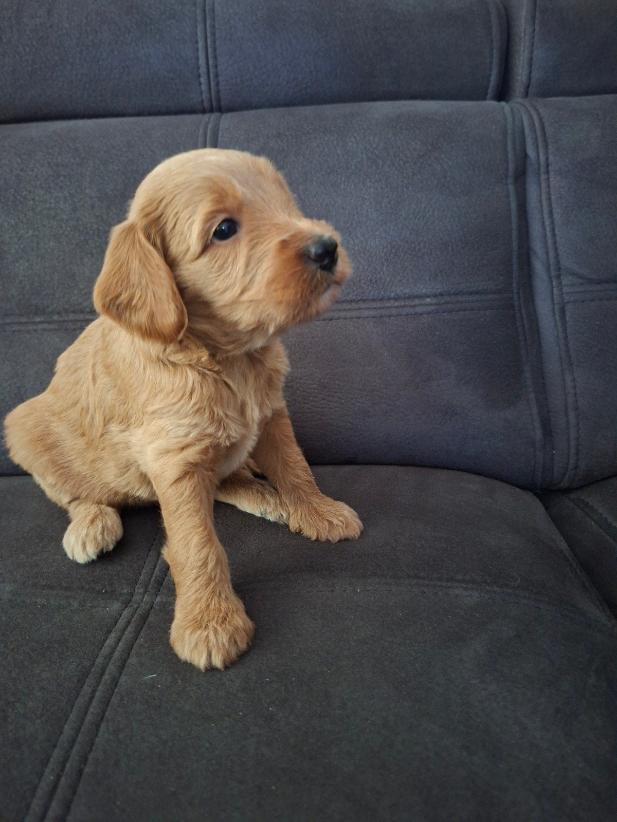 Australian Labradoodle pup(teefje) met stamboom, Dieren en Toebehoren, Honden | Retrievers, Spaniëls en Waterhonden, Parvo, Overige rassen