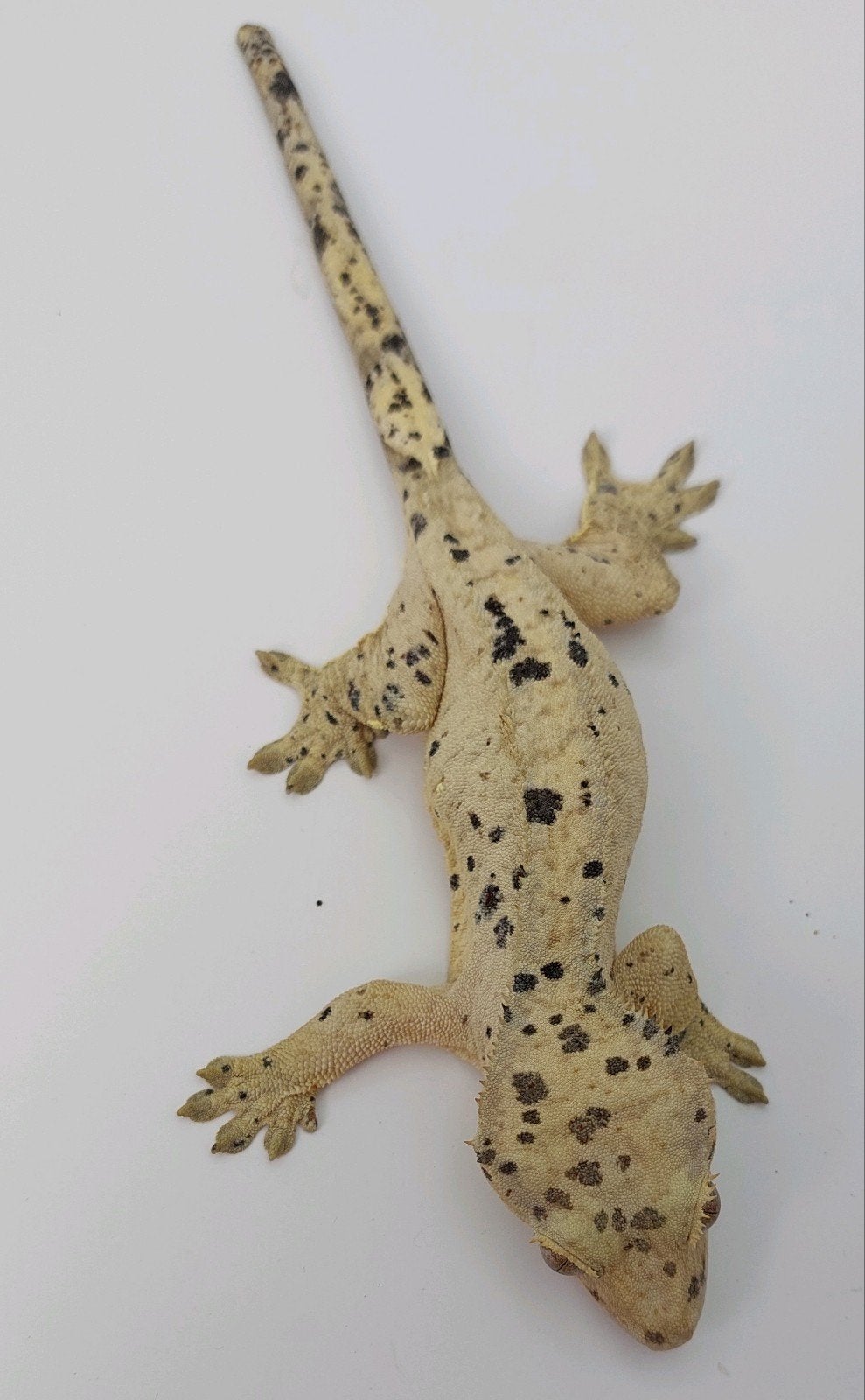 superdal wimpergekko vrouw, Dieren en Toebehoren, Hagedis, 0 tot 2 jaar