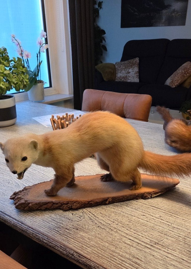5 Opgezette Dieren - taxidermie, Ophalen of Verzenden, Gebruikt, Wild dier, Opgezet dier