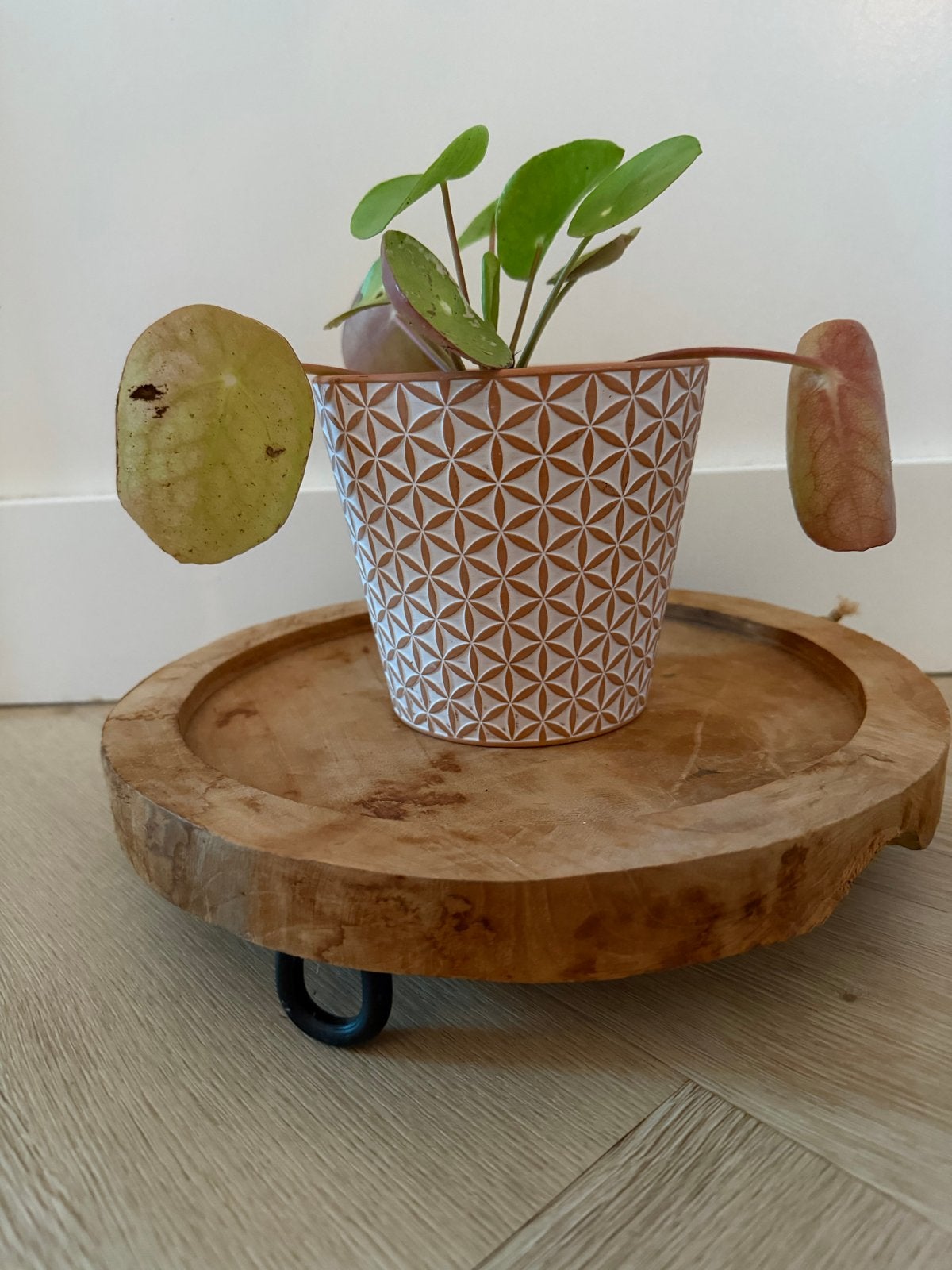 Pannenkoekenplant in oranje witte bloempot van 12,5 cm hoog, Huis en Inrichting, Overige soorten, In pot, Minder dan 100 cm, Groene kamerplant
