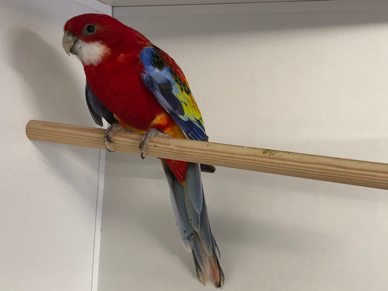 Rossela man opaline split voor golden, Dieren en Toebehoren, Vogels | Parkieten en Papegaaien, Mannelijk, Parkiet