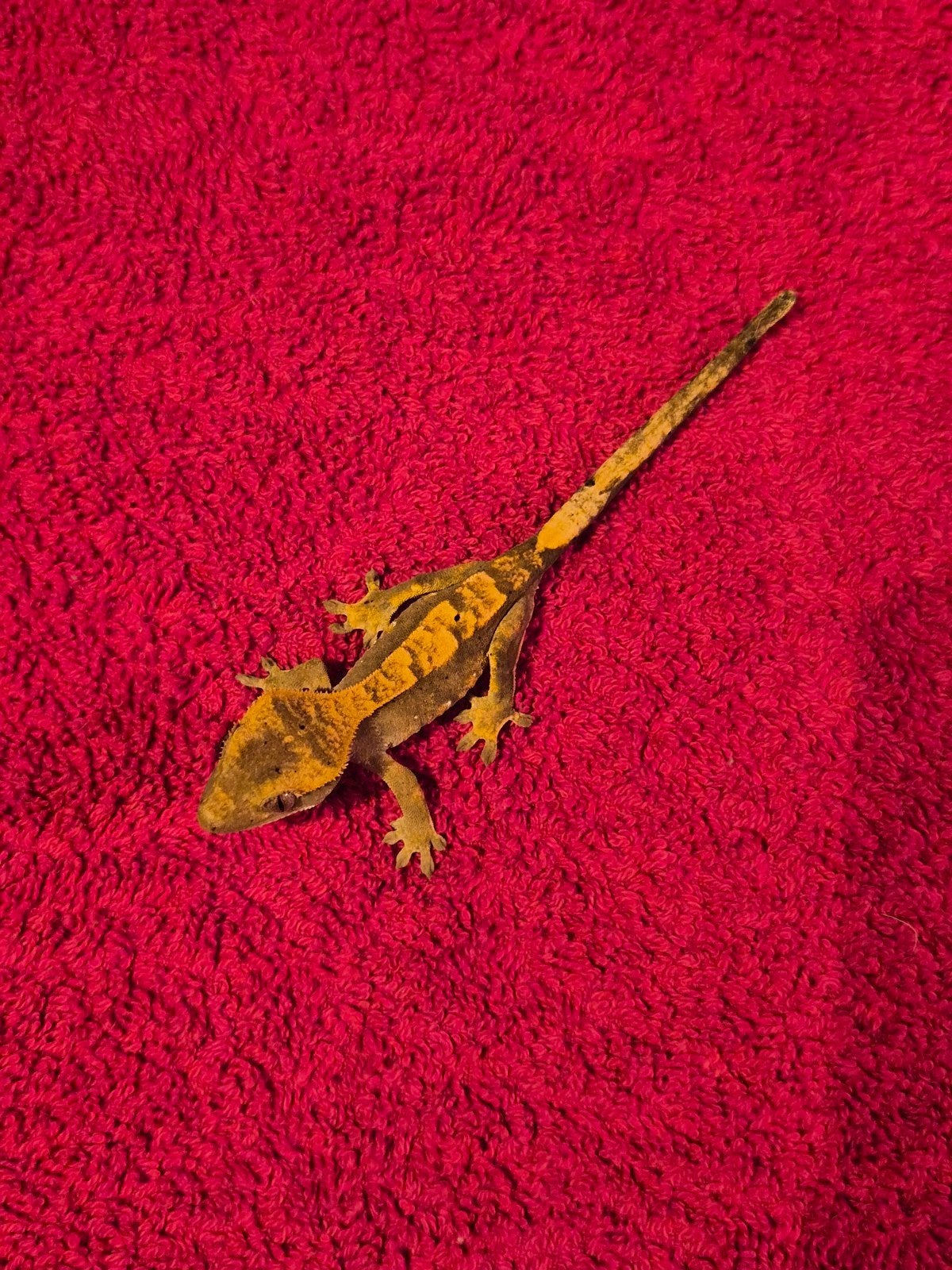 wimper gekko RJ Crested Gecko photo 3