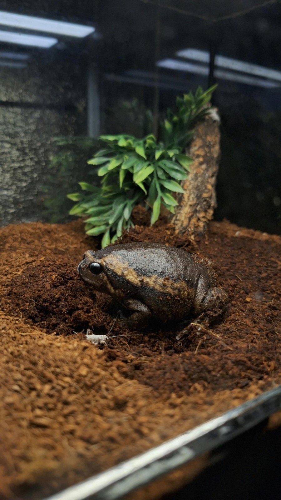 Indische stierkikker - kaloula pulchra Frog photo 2