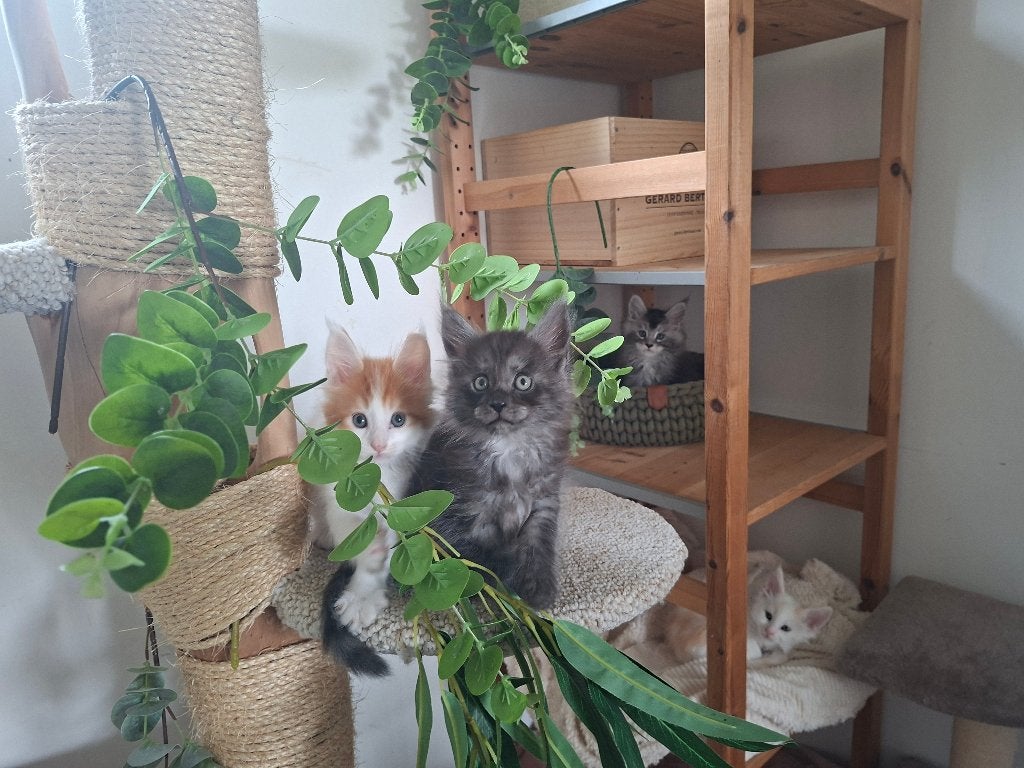 Maine Coon, Dieren en Toebehoren, Katten en Kittens | Raskatten | Langhaar, Meerdere dieren, Gechipt, 0 tot 2 jaar