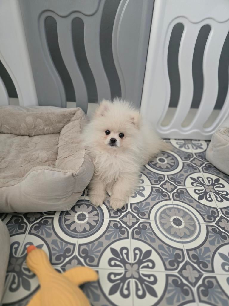Pomeriaan mini puppy pomeranian bearface😍, Dieren en Toebehoren, Particulier, Keeshond, 8 tot 15 weken, Buitenland