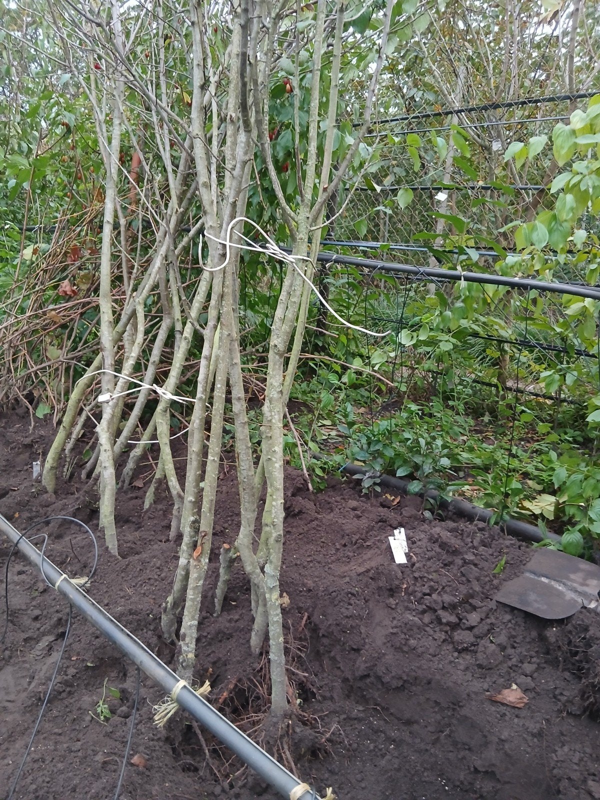 hoogstam pruimen Cambridge Gage,  Victoria Kwets,Ontario, Ophalen, Lente, Halfschaduw, 100 tot 250 cm