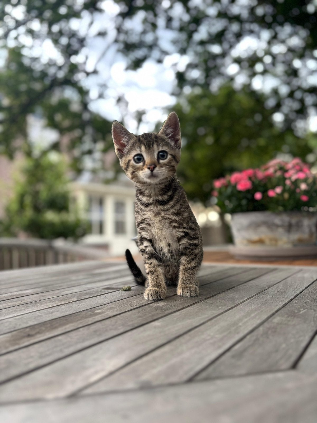 Kitten zoekt een baasje, Poes, Kortharig, 0 tot 2 jaar