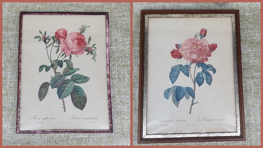 1929 P.J. Redouté rozenlijsten bloemen swietn, Ophalen of Verzenden, Voor 1940, Gebruikt, Overige onderwerpen
