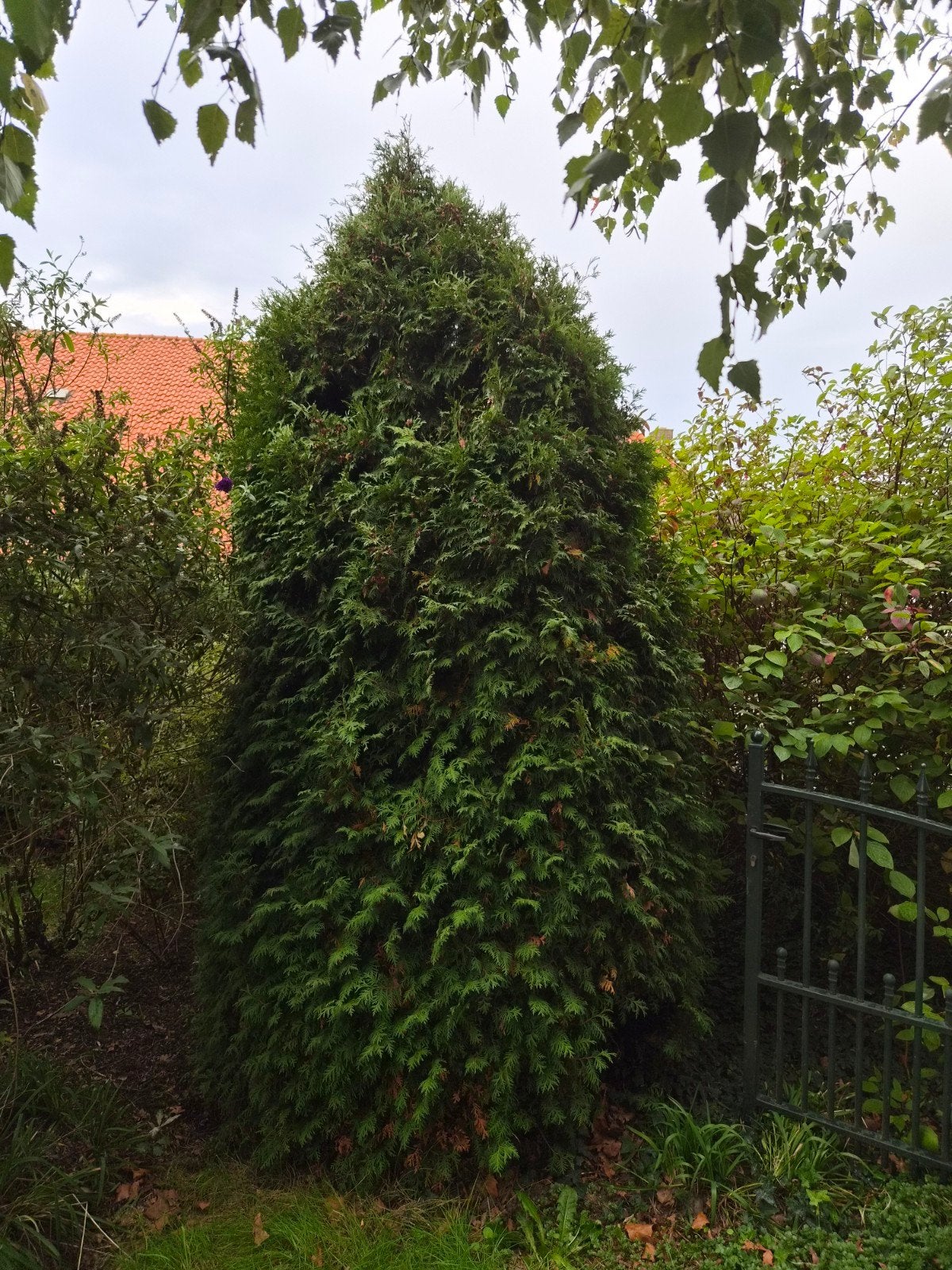 Grote Thuja Conifeer - Ideaal voor privacy, Vaste plant, Bloeit niet, Halfschaduw, Ophalen