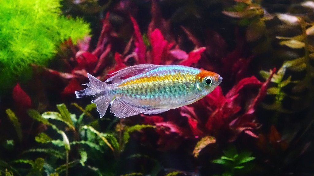 Congo Zalm, Vis, Zoetwatervis, Schoolvis