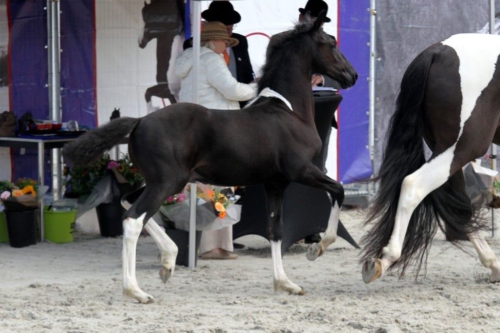 Reserve kampioen 1e premie Barock Pinto hengstveulen, Minder dan 160 cm, Niet van toepassing, Dressuurpaard, 0 tot 2 jaar