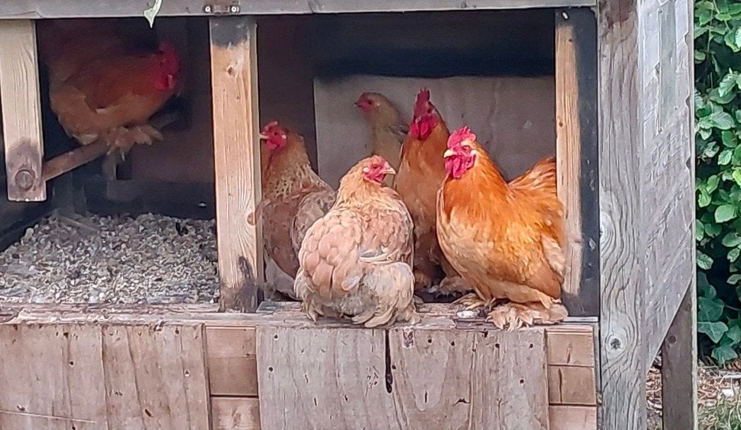 4 cochin kriel hanen, Mannelijk, Kip