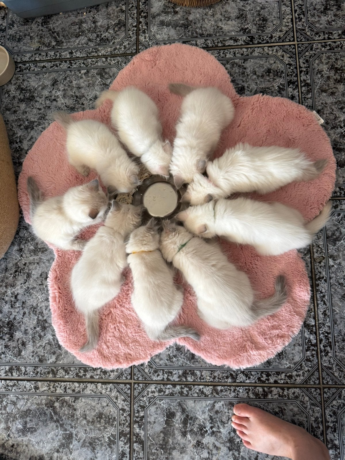 Ragdolls kittens, mogen hun netstje verlaten., Meerdere dieren, Gechipt, 0 tot 2 jaar